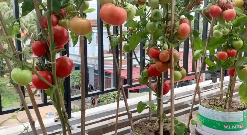 A magyarok ezt a 7 fajta zöldséget termesztik az erkélyen, jól érzik magukat balkonládában is