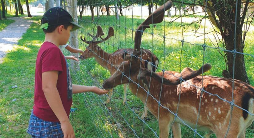 Szarvasetetés kézből vagy kismalac-simogatás? TOP 4 "állati" hely Zalában, ahonnan a gyerekek nem akarnak hazamenni
