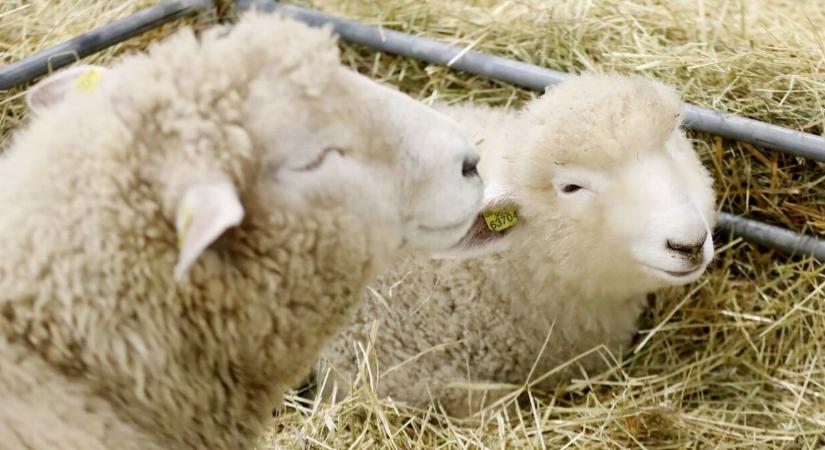 AGRISHOW 2026 – új szemléletű mezőgazdasági kiállítás Brnóban