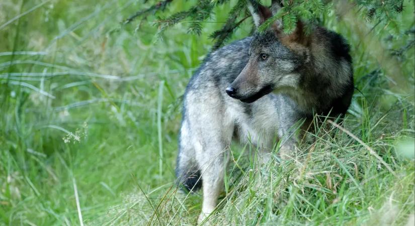 Telefonját nyomkodta a két szülő Amerikában, miközben a gyerekük a farkasok kifutójába nyúlkált