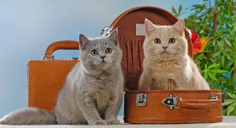 Két macska, akik bejárták a világot – Louie és Todd hihetetlen kalandjai