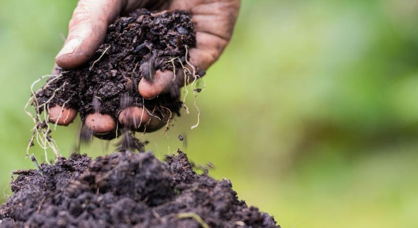 Virtuális kerekasztal – Takarónövény-matek: miért ne kilogrammban mérje a talajjavítás sikerét?