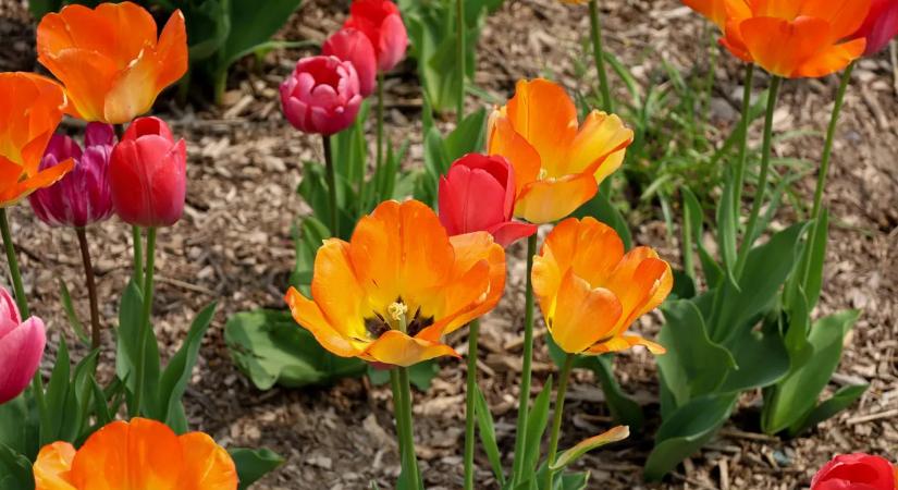 Ez kell tenned a tulipánnal, ha elvirágzott