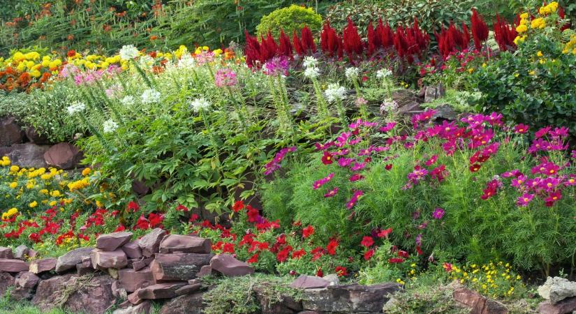 5 szárazságtűrő növény, ami élénkíti a sziklakertet egész szezonban