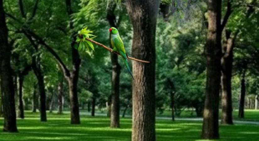 Hihetetlenül szemfüles vagy, ha 13 másodperc alatt kiszúrod a baglyot