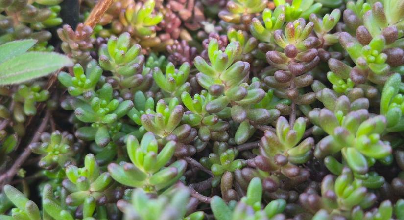 Ez a növény most még unalmasnak tűnik a kertben, de érdemes résen lenni