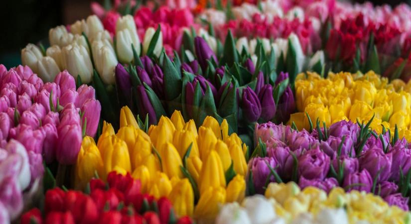 Olcsón a legdrágábbnak? Ennél többet a magyar férfiak már nem fizetnek ki virágért