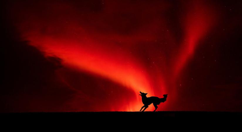 Hófehér rémséget fogtak a hazai vármegyében, még a vadászokat is megtámadta, új faj Magyarországon