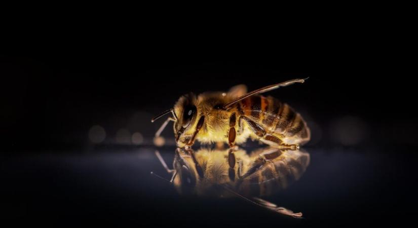 Az egészség valódi aranya: a méhek különleges ajándéka