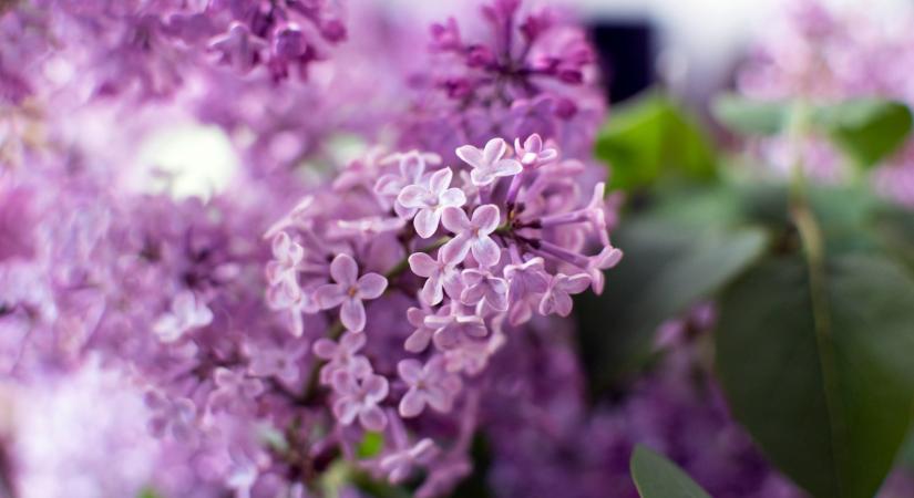 7 tavaszi illat, amik erősen hatnak a közérzetedre