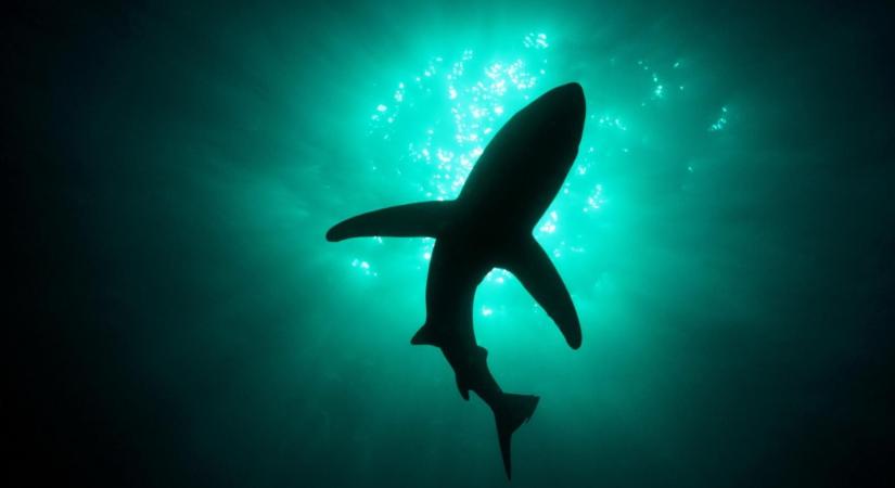 Milyen gyorsan terjed a vér a vízben (cápaügyileg értelmezve)?