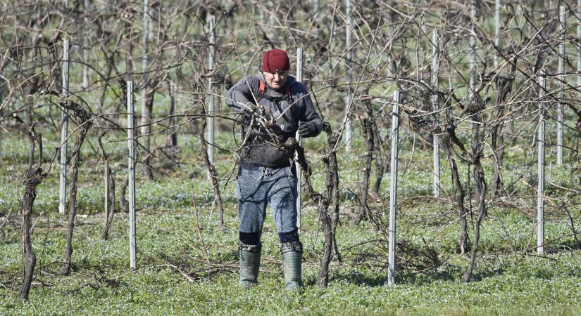 Hosszabb szezon, drágább napszám: Így változott az idénymunka 2026-ban