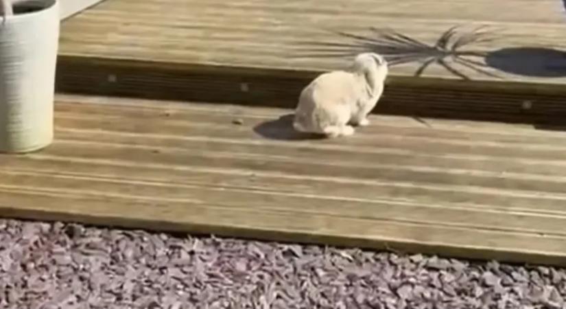 Húsvéti csoda: négy év után tért haza a családjától elvándorolt nyúl