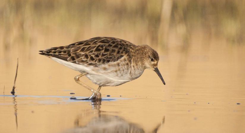 Különleges látvány a pusztán: egyetlen tó maradt, oda sereglettek a madarak