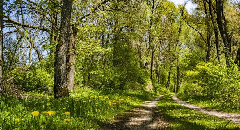 Mindenki ezt szedi most Zalában? Ezek az áprilisban szedhető gyógynövények brutál sokat segíthetnek az egészségeden