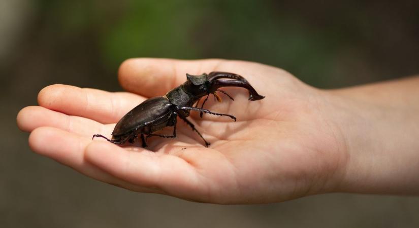 A szarvasbogarak lárvái is a kertészek áldozatává válhatnak - ne pusztítsd el, ha nem tudod mi az!