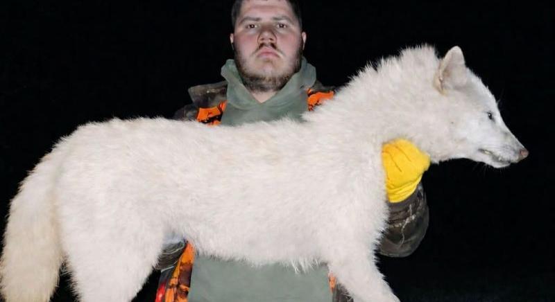 Hörögnek az állatvédők: hófehér aranysakált lőtt a vadász Madaras határában