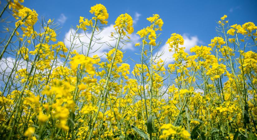 Veszélyes kártevő pusztítja a magyar repcét: így védekezz ellene