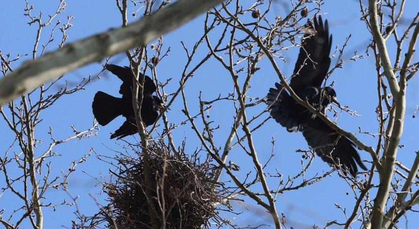 Pofátlan razzia Pécsen: a varjak már a buszpályaudvart is elfoglalták (VIDEÓ)