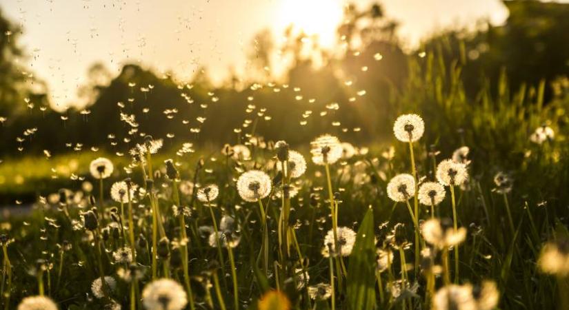 Pitypangból is nevelhetsz mikrozöldet otthon: igazi vitaminbomba