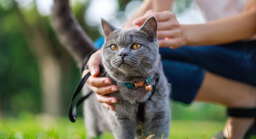 Ezért jó a macskakifutó: így teremts cicádnak kint is kontrollált teret