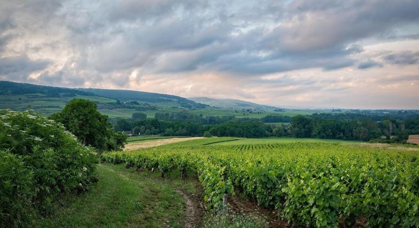 Bajban a borvidék: fertőzések nehezítik a balatoni gazdák dolgát
