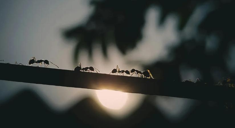 Hangyák lepték el a lakást? – Nem biztos, hogy csak morzsákat keresnek