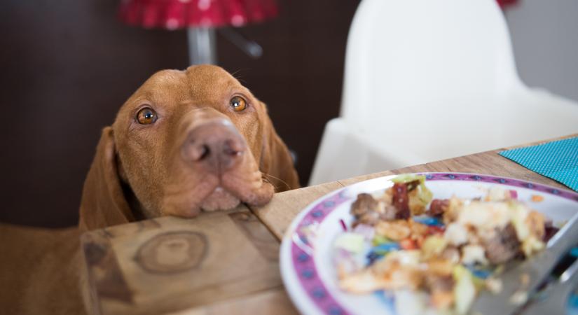 Miért kunyerálnak annyit a kutyák? Meglepő ok áll a háttérben