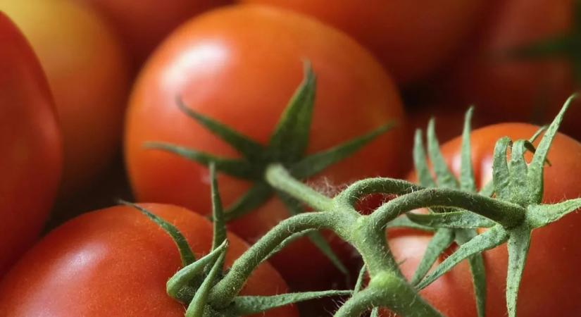 Egyszerű trükk! Így lesz tökéletes és lédús a paradicsom