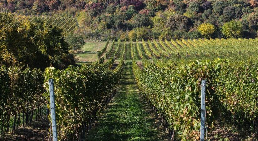 Nekünk nem újdonság, ezért jön a vendég Baranyába