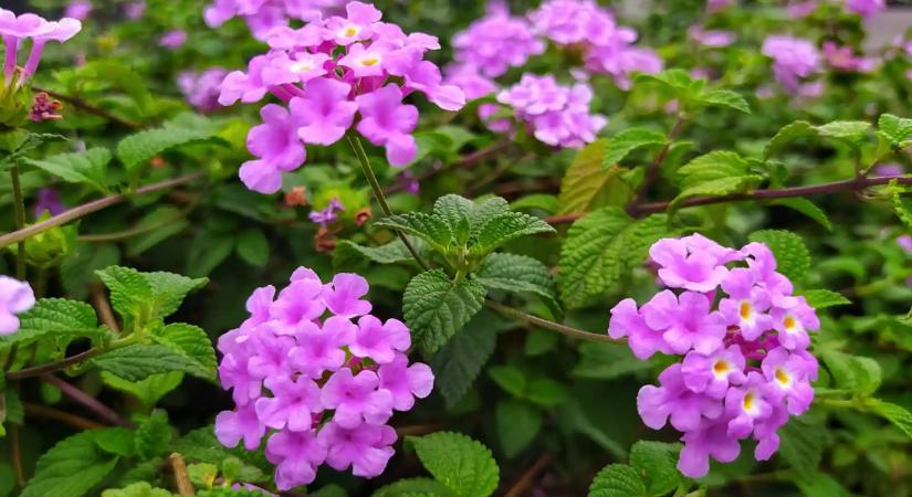 A 40 fokot is bírja, állandóan virágzik, kevés vízzel beéri, nagyon igénytelen, a magyarok mégsem ezt ültetik