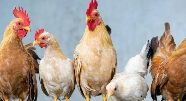 Feloldották a madárinfluenza miatti korlátozásokat - de a veszély nem múlt el