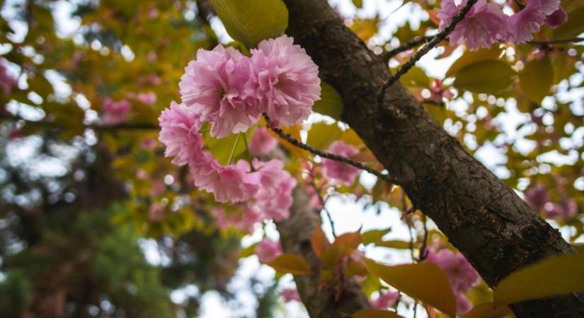Meteorológia: sivatagi por érkezik, emiatt szűrtebb napsütésre, sáros esőre kell készülni