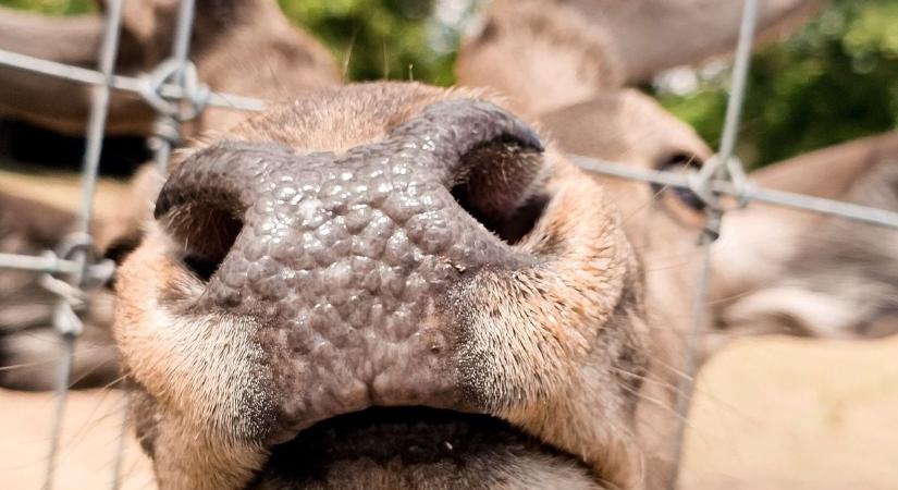 Ha leszavaztál, irány a természet! A Hatvani Vadaspark vasárnap is tárt karokkal vár