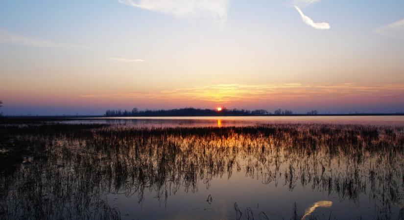 Gazdag madárvilág gyűlt össze a Csikóspusztai-tavon