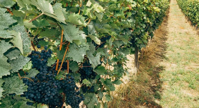 Piwi-forradalom Németországban: Térhódításba kezdtek ezek a szőlőfajták