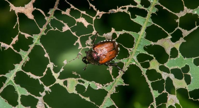 A japán cserebogár lehet a kertek új ellensége hazánkban is?