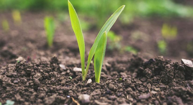 Talaj előkészítés vetés előtt: mit kell most megtenni a jobb termésért?