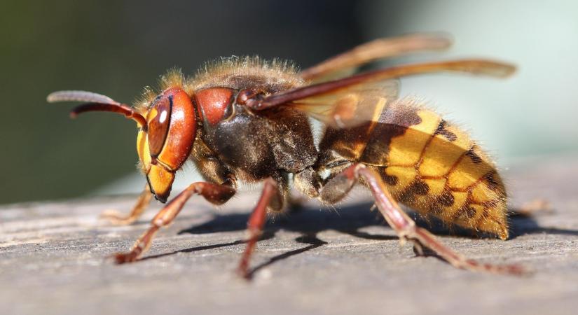 Darázscsípés miatt volt fennakadás a szavazáskor