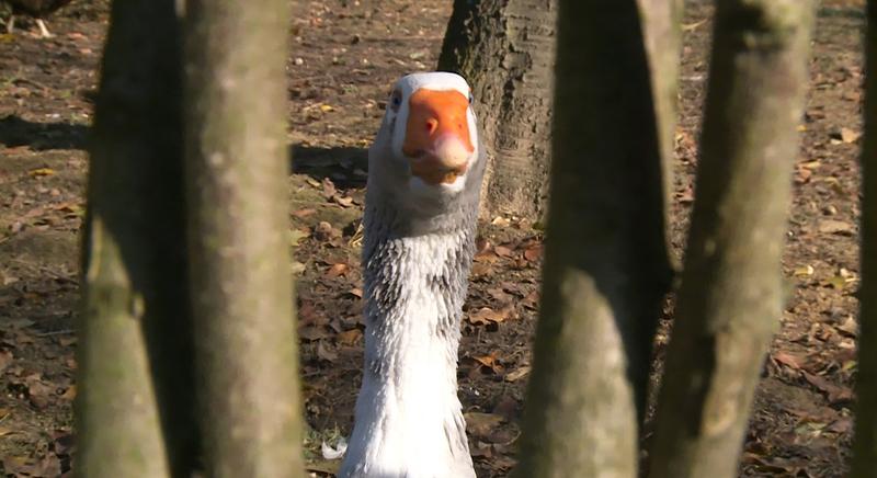Megszűntek a madárinfluenza miatti korlátozások Magyarországon
