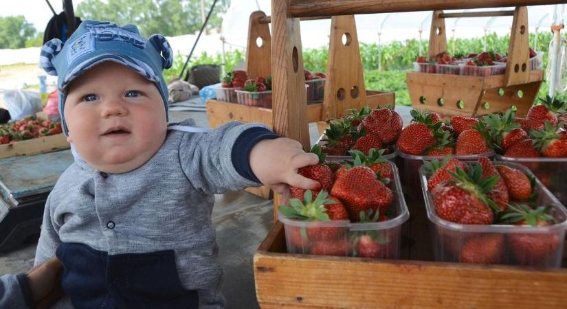 Megnéztük, mennyibe kerül áprilisban a magyar szamóca a kecskeméti piacon