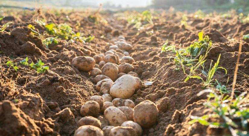 Ezen múlik a termés: szakértő mondja el, mikor ültesd a burgonyát