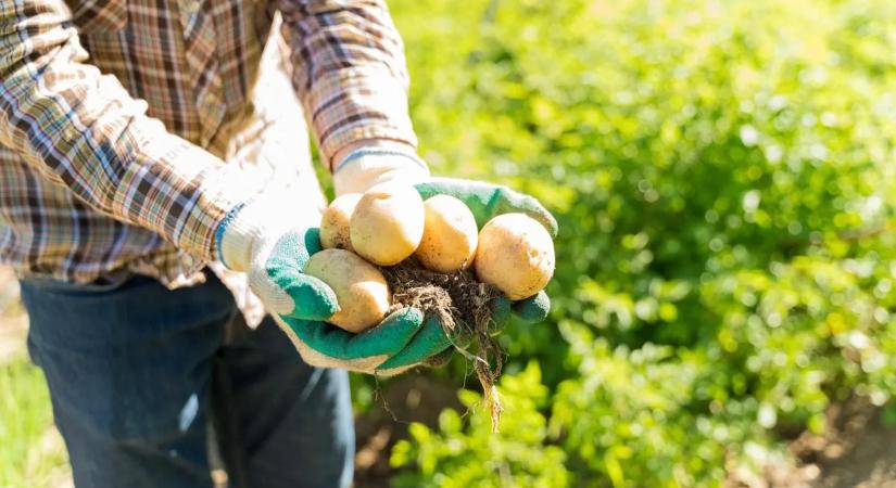 Krumplit ültetne? – burgonya kisokos tavaszi kertészkedéshez
