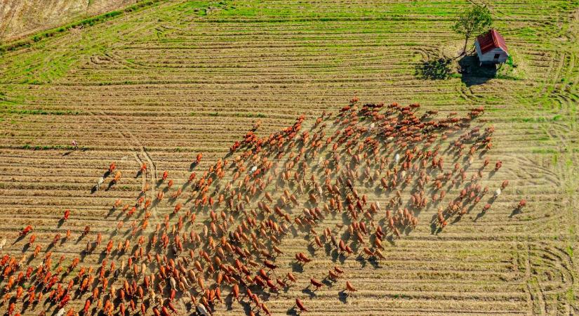 Műtrágyakrízis 2026: Miért nem aggódnak a regeneratív gazdák?