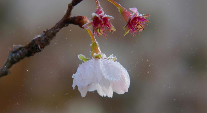 Így védjük meg a gyümölcsfákat a tavaszi fagyoktól