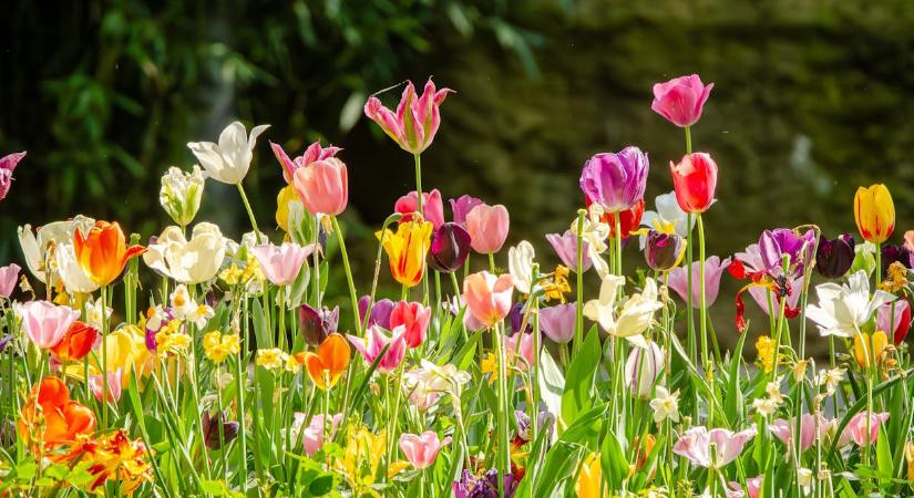 Személyiségteszt: melyik virágot választja? Elárulja, milyennek látják mások