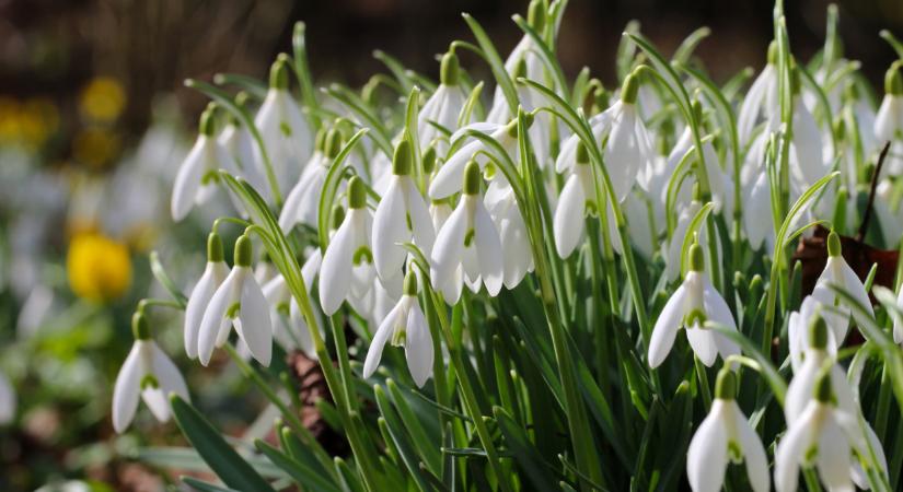 20 fokok jönnek, végre eltűnhet a fagy: mutatjuk a jövő hét időjárását, az ernyőt azért még ne tedd messzire