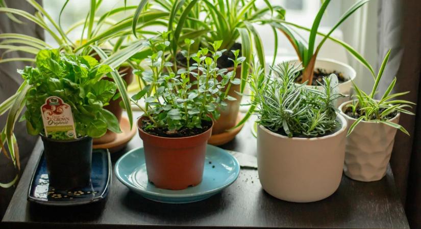 Egyetlen trükk, amivel a rossz fűszernövényből igazi ízbomba lesz