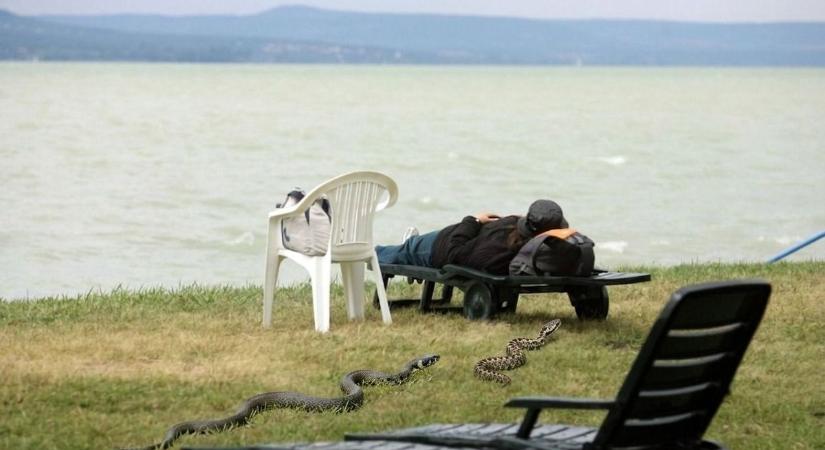 Nálunk is megjelentek a kígyók: a horvát tengerpart mellett itthon is érdemes figyelni