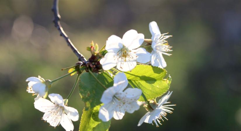 Változékony idő, záporokkal és tavaszi meleggel